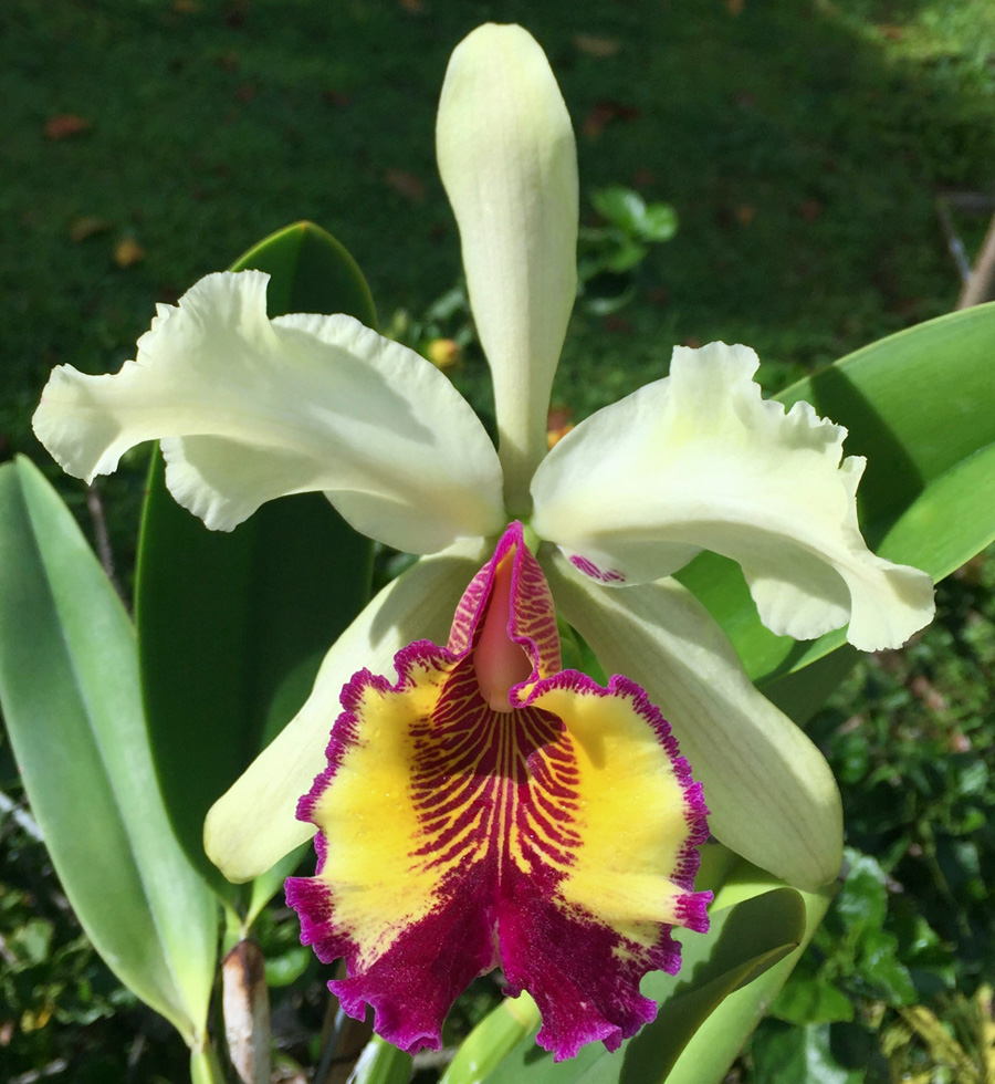 C. dowiana 'Concerto' x C. dowiana 'Minerva' |Odoms Orchids