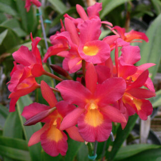 Ctna. Why Not 'Orchidglade'