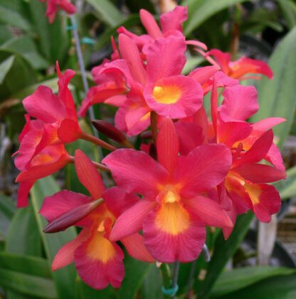 Ctna. Why Not 'Orchidglade'