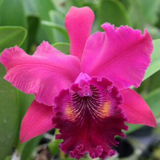 Blc. Haw Yuan Rose 'NN' AM/AOS