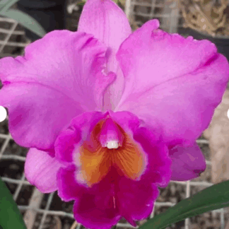 Lc. Lake Cachuma 'Foothill'