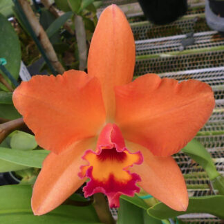 Rlc. Hawaii Island Treat '#50'