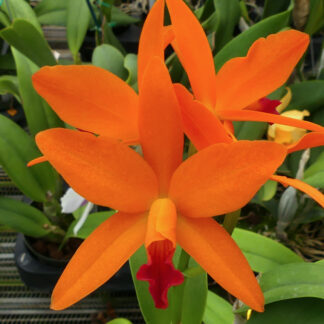Pot. Linda Vee 'NN'