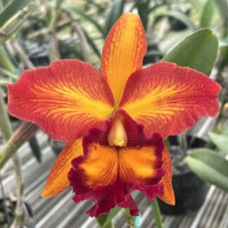 Blc. Guanmiau Canary