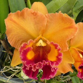 Blc. Siam Dragon 'Teen Spirit'.