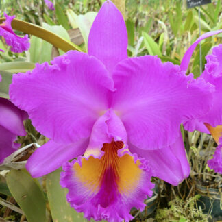 Blc. St. Clement 'Trinity' AM/AOS.