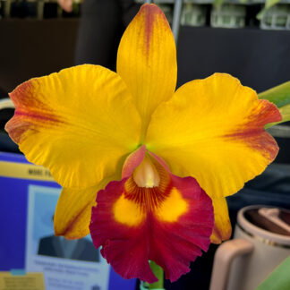 Blc. YU-Toung Moon 'Camito'