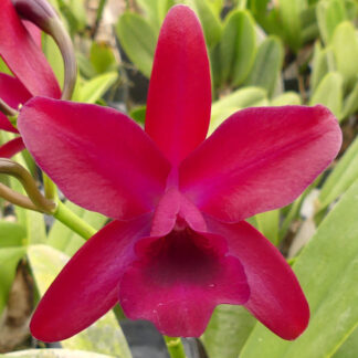 C. Chongkolnee 'Sagarik'