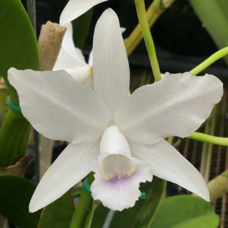 C. bowringiana 'Summit Snow' x self.