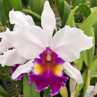 Lc. De Loris Ziegfeld 'Caruthers' AM/AOS.