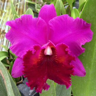 Rlc. Mishima Eclipse 'Blumen Insel' x Rlc. Paradise Island 'Blumen Insel'