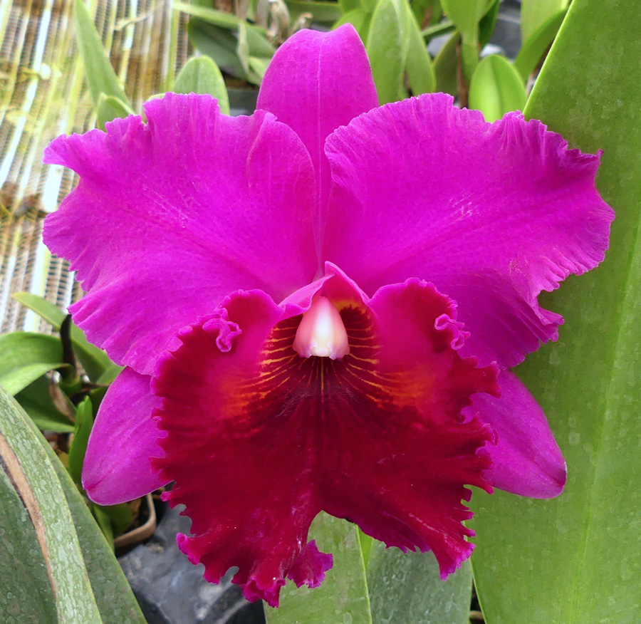 【TRUMPシリーズ】BLOSSOMS TRUMPシリーズ短編 BLOSSOMS 【公式通販】