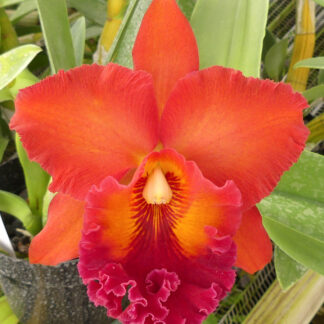Blc. Nakornchaisri Red 'Red Papaya'