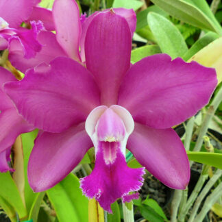Blc. Valerie's Charm x Blc. Walden's Glen