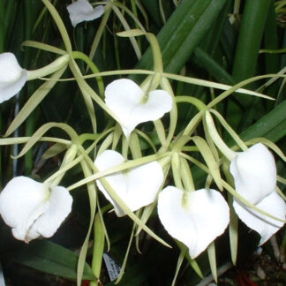 Brassavola Little Stars