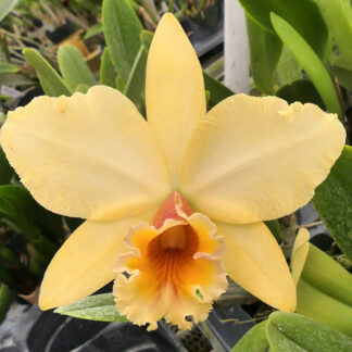 Blc. George King 'Southern Cross' AM/AOS