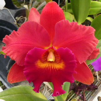 Pot. Duh's Fantasy 'Mellow' FCC/AOS.