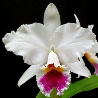 C. labiata var. semi alba