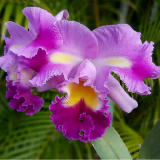 Pot. Twenty-Four Carat 'Lea' x Lc. Prism Palette 'Eastern Sunrise'