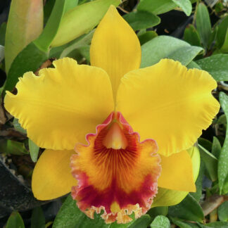 Blc. Dal's Horizon x Pot. Duh's Canary.