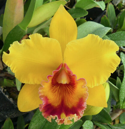 Blc. Dal's Horizon x Pot. Duh's Canary. |Odoms Orchids