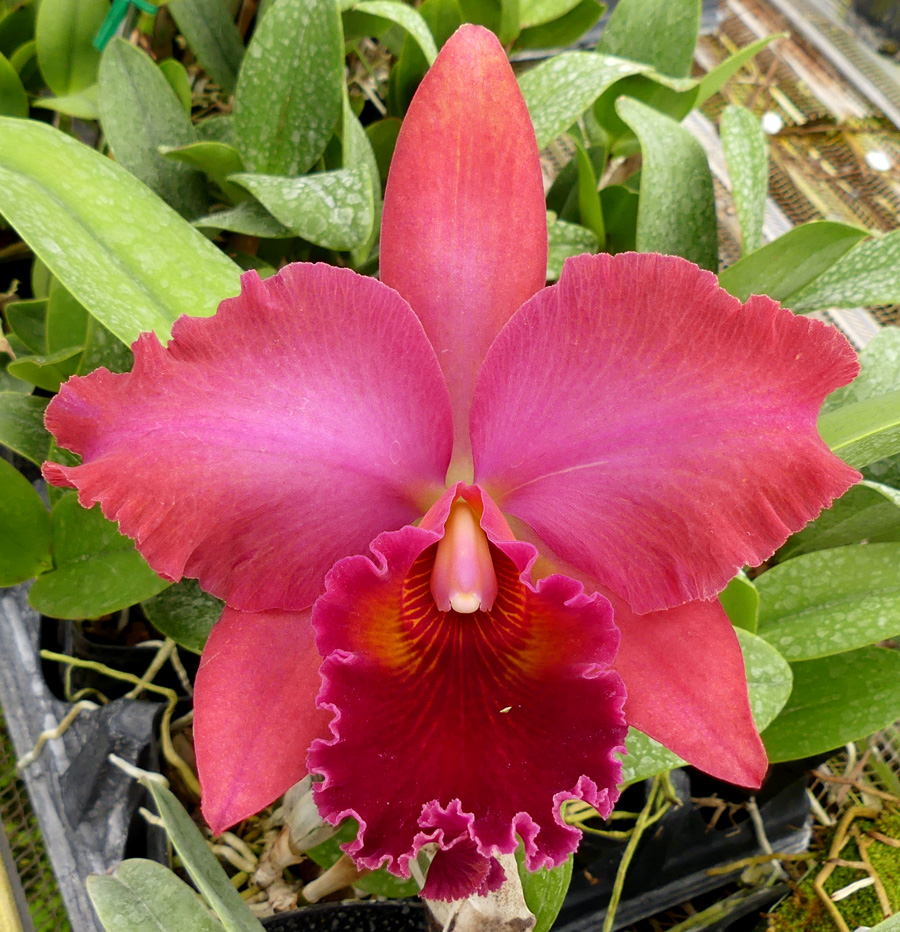 Blc. Nobile's Musa