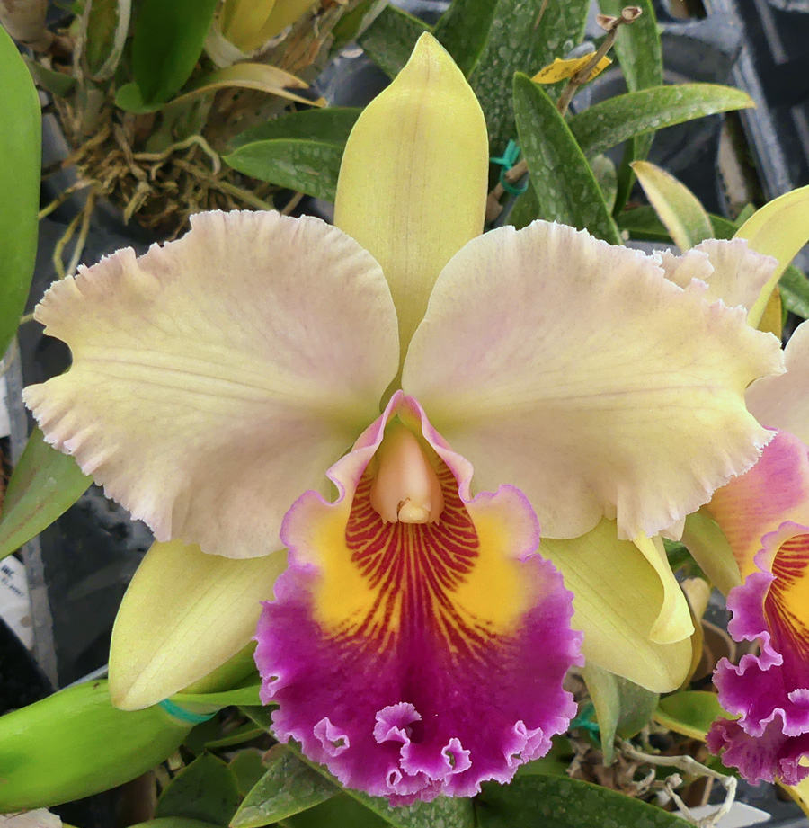 Blc. Nobile's Musa - Image 2