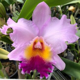 Pot. Williams Drumbeat '#35'.