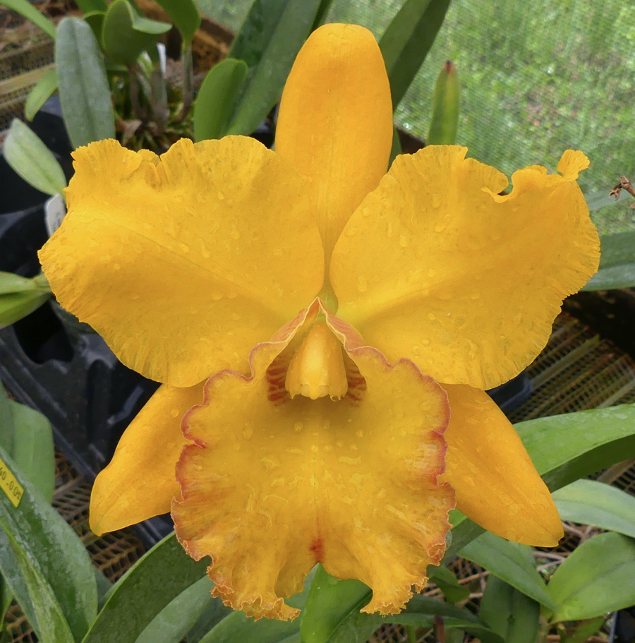 Blc. Dal's Horizon x Pot. Duh's Canary. |Odoms Orchids
