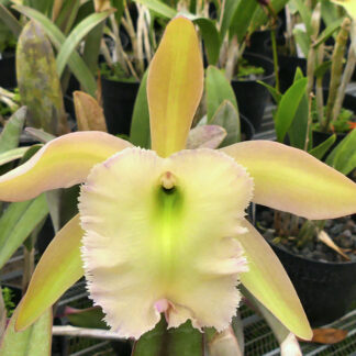 Rl. Aristocrat '082803'