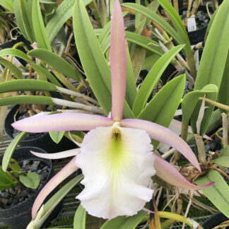 B. Fairy Queen 'Archilee' HCC/AOS.