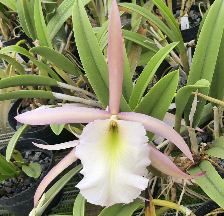B. Fairy Queen 'Archilee' HCC/AOS.