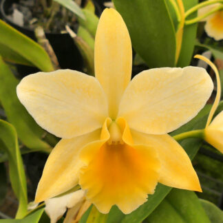 Blc. Bit-of-Gold 'Halcyon'.
