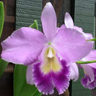 Blc. Victoria 'Blue Bird' HCC/AOS.