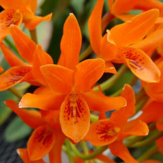 C. aurantiaca 'Spring of '81'