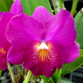 Ctna. Brandi 'O.C.' AM/AOS