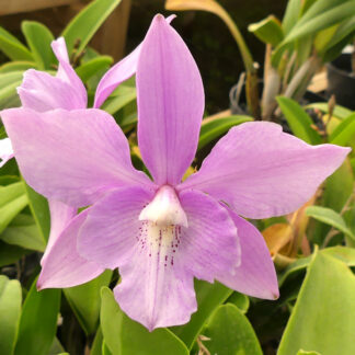 Diaca. Lin Toy 'Odom's Orchids'