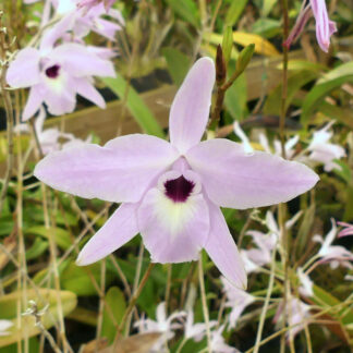 L. rubescens 'Joe'