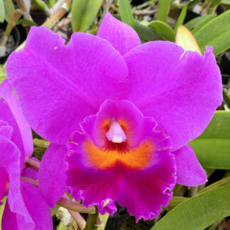 Lc. Adolph Hecker 'Mariposa' AM/AOS.