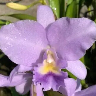 Lc. Blue Boy 'Gainsborough' HCC/AOS.