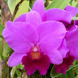 Lc. Little Susie 'Donna Sitton' HCC/AOS
